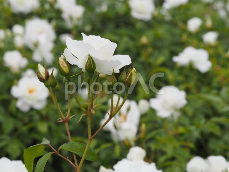純白のバラ　アイスバーグ③ 薔薇,rose,ローズの写真素材