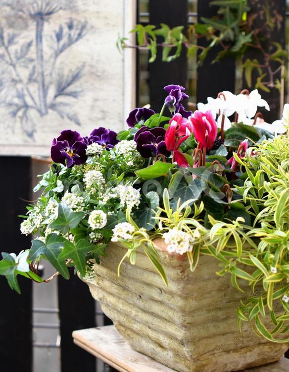 春の花、寄せ植え、ガーデニング 寄せ植え,庭,春の写真素材