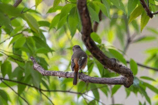 枝にとまるジョウビタキの後ろ姿 ジョウビタキ,鳥,野鳥の写真素材