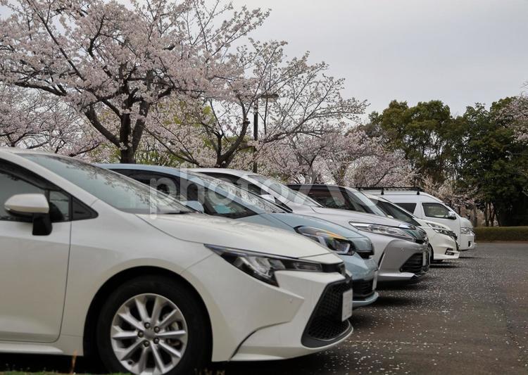 駐車場の自動車と満開の桜 自動車,車,乗用車の写真素材