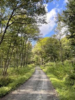 田舎の山道02 田舎の山道02の写真
