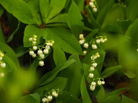 Lily of the valley May flower, JPG
