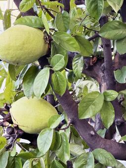 かりん かりん,木の実,晩秋の写真素材