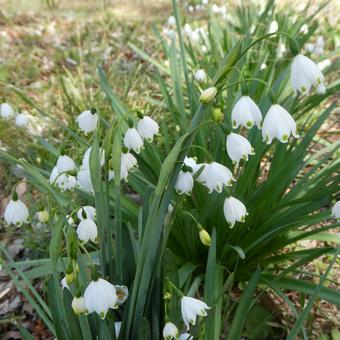 Photo, flower, snowflake, white flowers, 