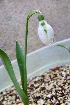 スノードロップ　雨上がり 自然,ポストカード,ガーデニングの写真素材