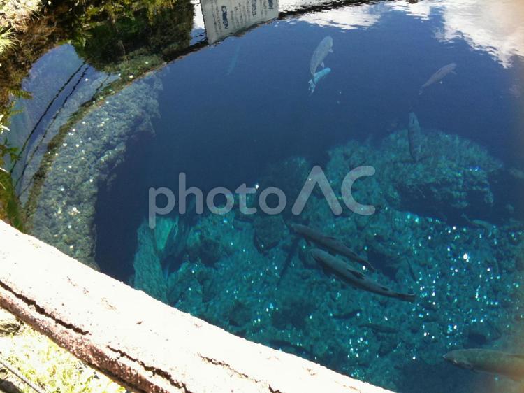青の透き通った水と魚 池,魚,忍野八海の写真素材