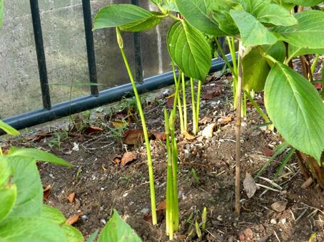 花壇で少しずつ伸びてきたヒガンバナ ヒガンバナ,花,植物の写真素材
