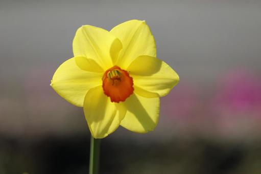 黄色い水仙の花 水仙,花,黄色の写真素材