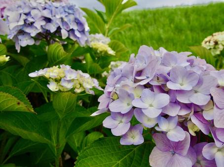 曇り空の下美しく咲く紫陽花7 あじさい,アジサイ,6月の写真素材