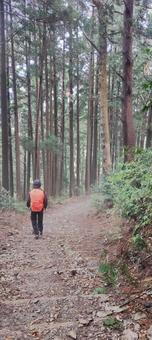 Photo, landscape, natural, the scenery, 