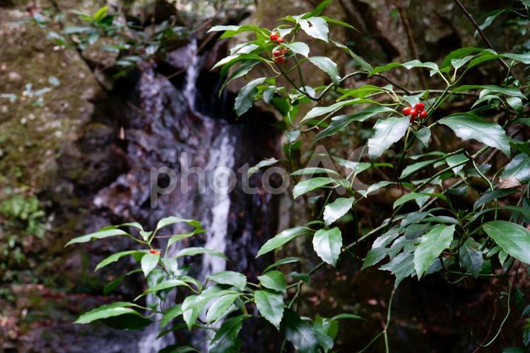 滝と木の実 滝,夜,深夜の写真素材