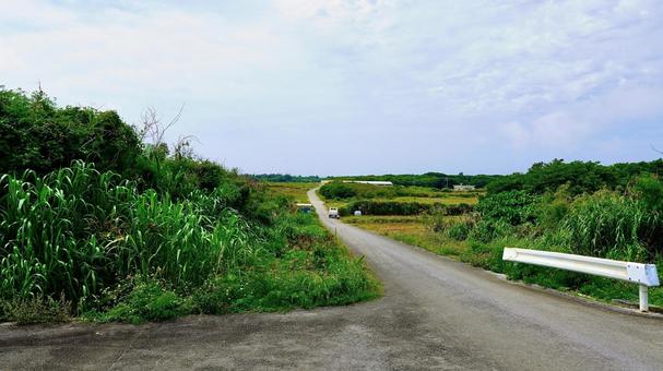 沖縄県津堅島のニンジン畑の一本道 一本道,ニンジン,畑の写真素材