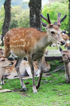 Nara Park Deer, JPG