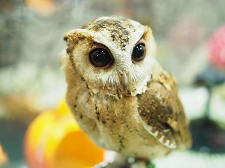 オオコノハズク オオコノハズクの写真