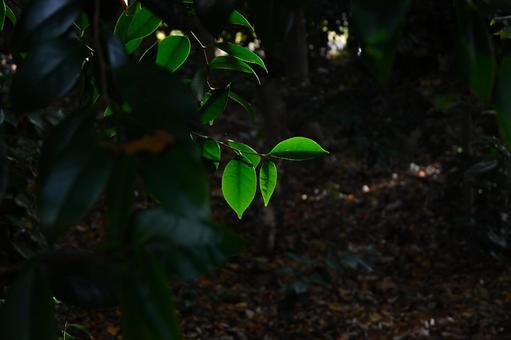 暗い森の中で陽の光を浴びて光る葉っぱ 葉っぱ,光る,森の写真素材