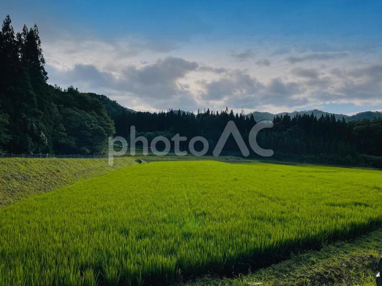 田んぼの風景 屋外で,田,田園の写真素材