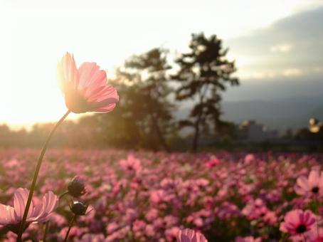 夕暮れのピンクの秋桜の花畑 コスモス,夕暮れ,花の写真素材