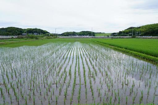 田んぼの風景 田んぼの風景の写真