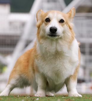 Corgi striking a pose, JPG