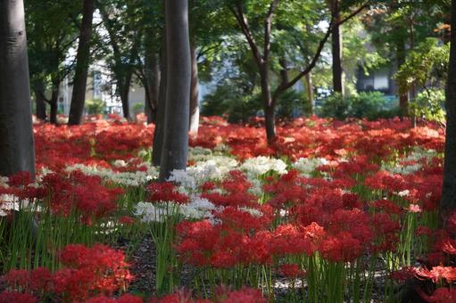 Red and white spider lilies, JPG Red and white spider lilies, JPG
