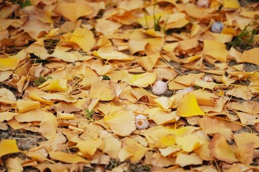 無数のイチョウの落ち葉とギンナン1 イチョウ,銀杏,ギンナンの写真素材