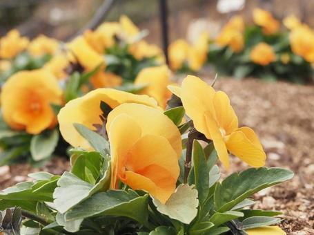 オレンジの花ふんんわり オレンジの花ふんんわりの写真