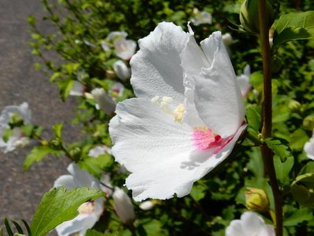 【花の写真】白いムクゲの花 【花の写真】白いムクゲの花 ムクゲ,木槿,植物の写真素材