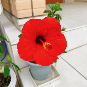 真っ赤なハイビスカス ハイビスカス,赤,鮮やかの写真素材