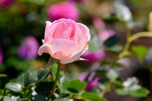 薔薇 ピエールドゥロンサール 薔薇 ピエールドゥロンサール 薔薇,ピエールドゥロンサール,ピンクの写真素材