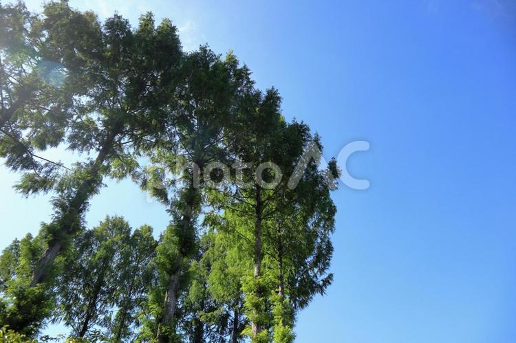 青空と木 木,森,夏の写真素材