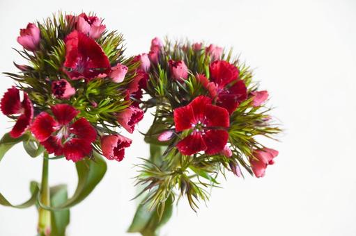 Photo, nagisa, nadesico, flour, 