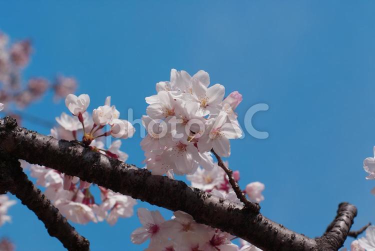 写真-桜06 桜,アップ,ピンクの写真素材