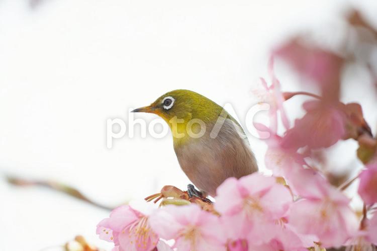 河津桜とメジロ　野鳥 桜,京都,日本の写真素材