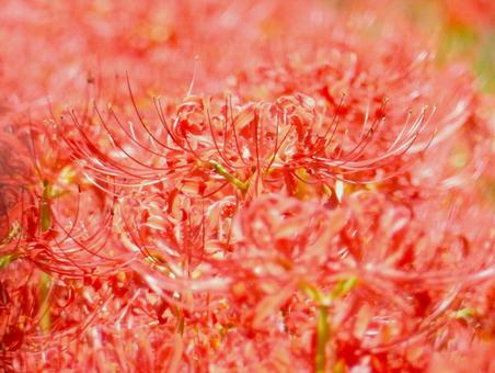 【彼岸花の写真】彼岸花が咲く風景の写真