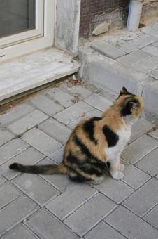 猫 猫の写真