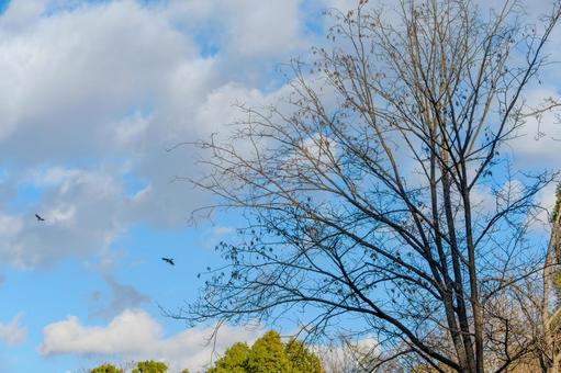 飛翔する野鳥と冬枯れの樹枝 飛翔する野鳥と冬枯れの樹枝 野鳥,鳥,冬の写真素材