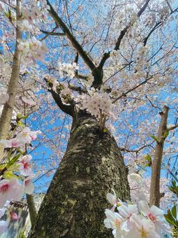桜の木の写真