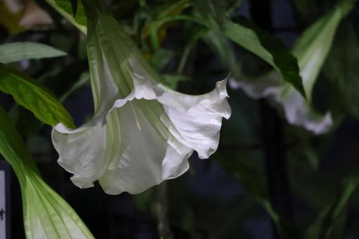白いキダチチョウセンアサガオの花のアップ 白いキダチチョウセンアサガオの花のアップの写真