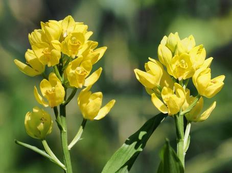 キンランの写真