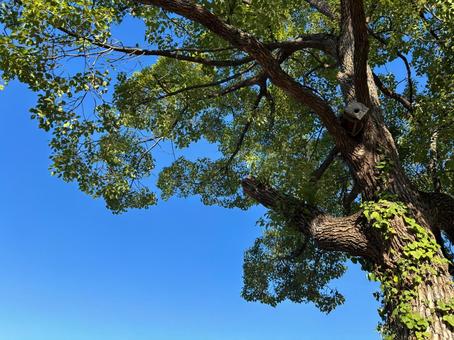 鳥の巣箱のある木と青空 鳥かご,巣箱,木の写真素材