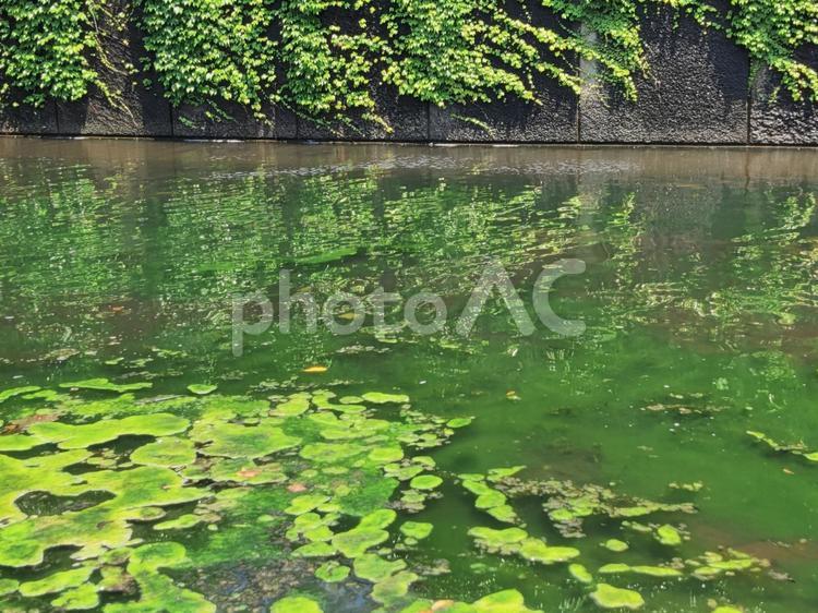 森林公園の池 木,風景,自然の写真素材