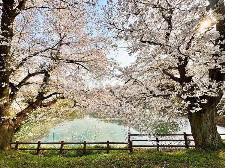磯沼公園の桜(小径の夕景)2025 4 桜,春,花の写真素材