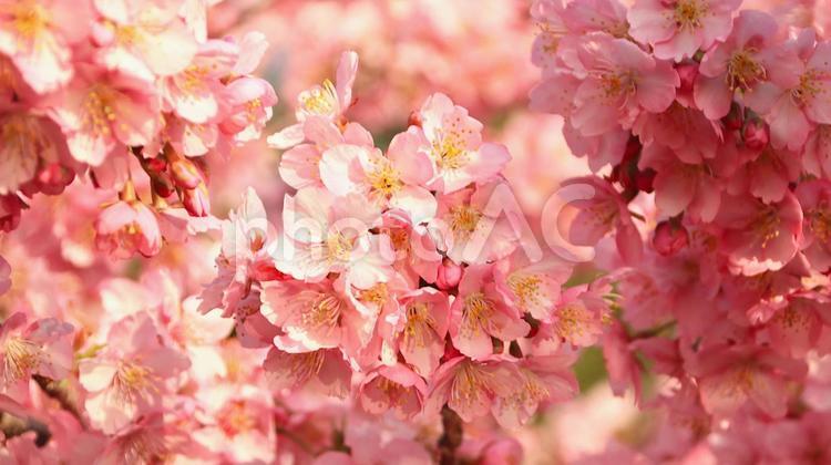 田ヶ池公園の河津桜 桜,河津桜,満開の写真素材