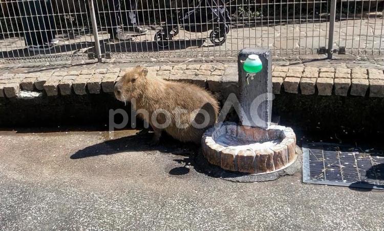 水飲み場のカピバラ、水分補給。猛暑。 カピバラ,水飲み場,猛暑の写真素材