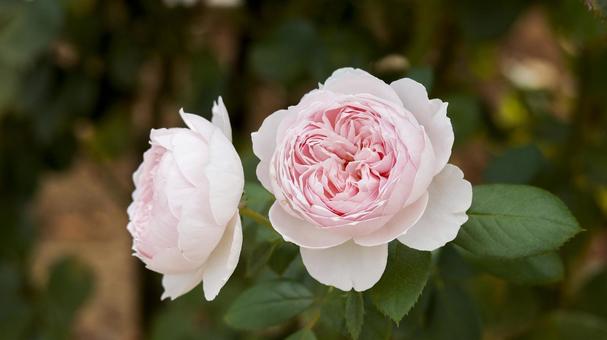 【花の写真】ばらの花 【花の写真】ばらの花 rose,植物,園芸の写真素材