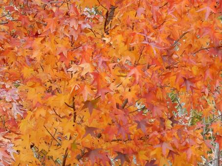 【風景写真】晩秋の風景 紅葉,葉っぱ,晩秋の写真素材