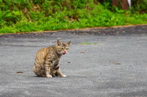 猫(120) 猫(120)の写真