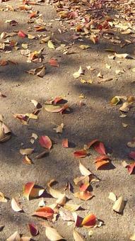 落ち葉のある地面の背景の写真