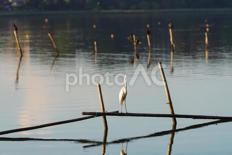 杭の上から辺りを見回すダイサギ ダイサギ,鷺,水鳥の写真素材