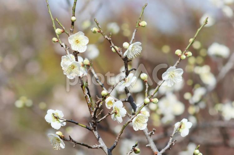 春の風景　咲き始めの梅の花 梅,梅林,春の写真素材